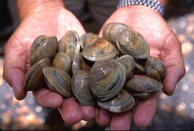LittleNeck clams USDA96c1862