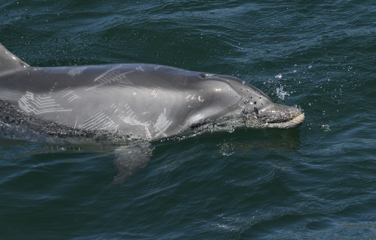 Arroaz delfin