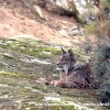 Lince ibérico