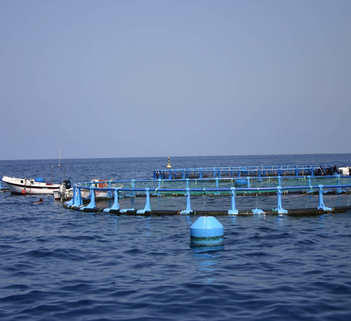 180214acuicultura tcm30 441317