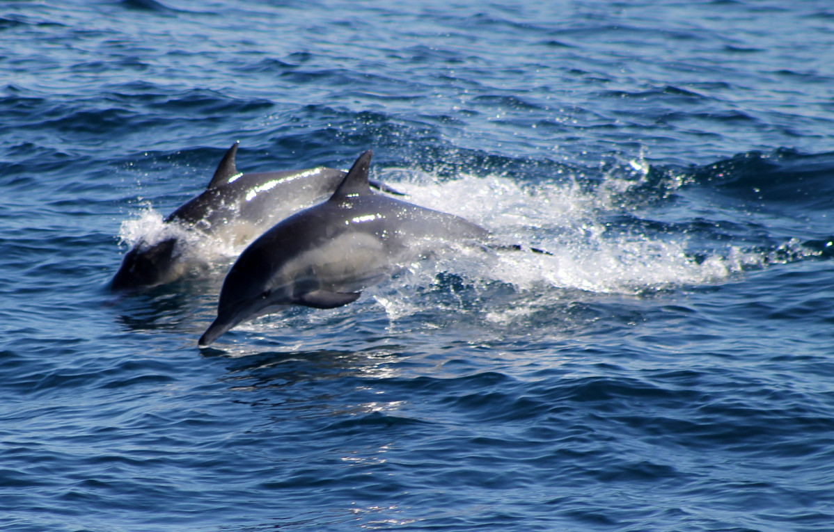 Delfines. Fuente pxhere
