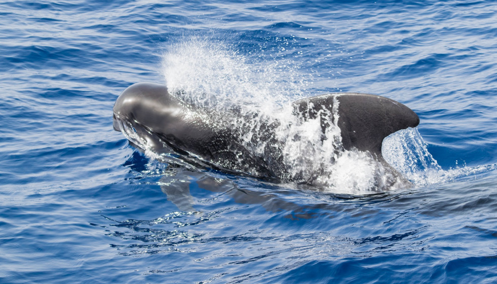 Calderon   islas canarias tcm30 537173