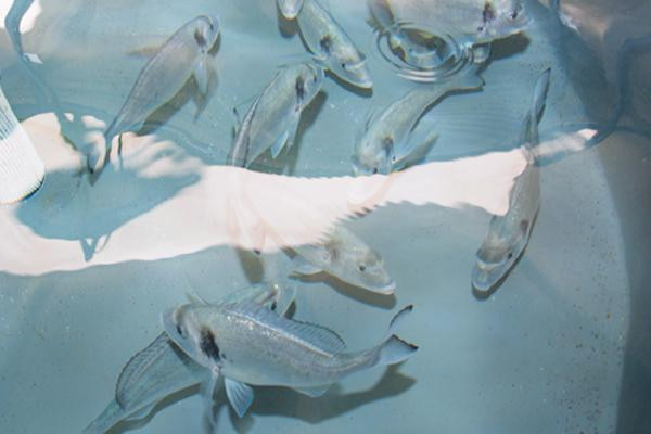 Ulpgc   dispositivo inteligente mejorar produccion bienestar peces piscifactorias