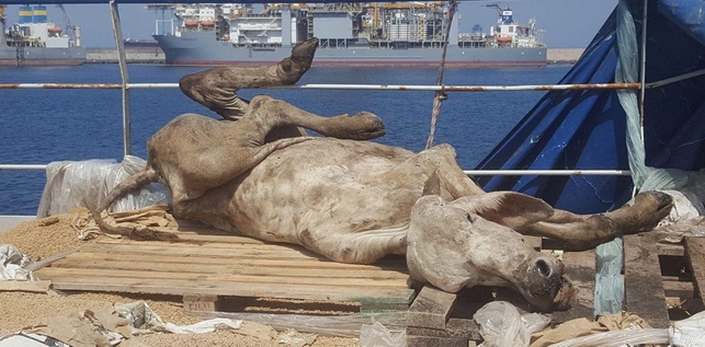 Cadáver de un animal en la cubierta del buque F.M.Spiridon